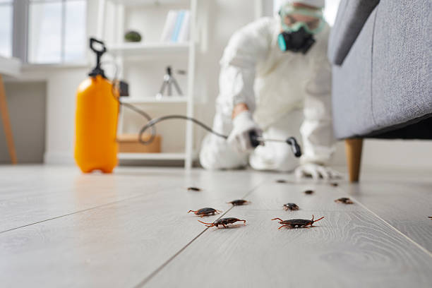Post-Treatment Bed Bug Interceptor Monitoring in Summerlin South